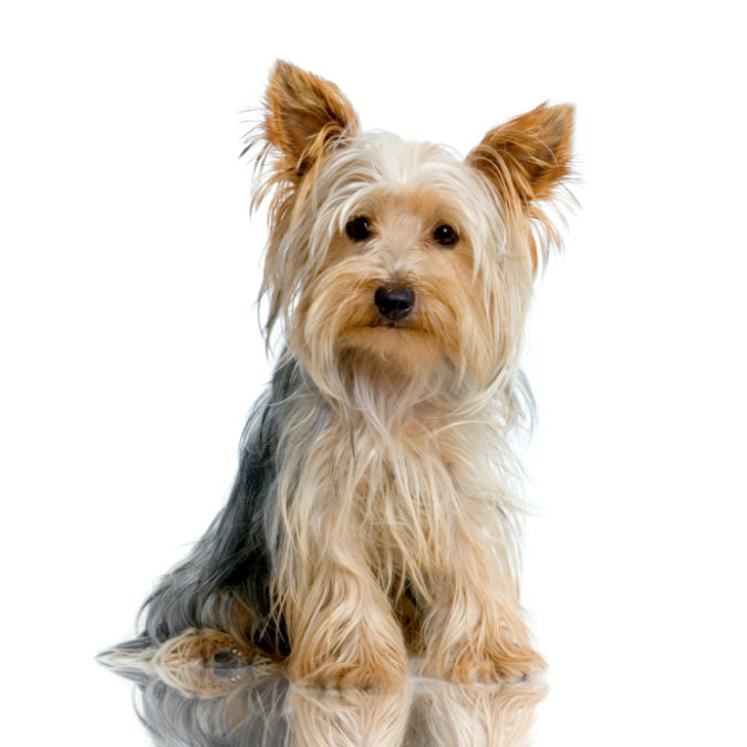 yorkshire_terrier What Are the Most Popular Dog Breeds in the World?