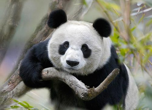 03-giant-panda-625x450_large Top 30 Cutest Animals