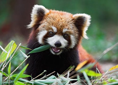 08-red-panda-625x450_large1 Top 30 Cutest Animals