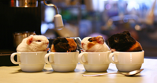 Top 30 Cutest Animals 5 10