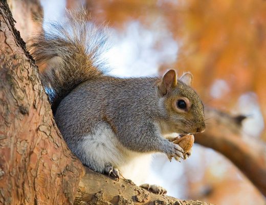 Top 30 Cutest Animals 11 1053998_f520