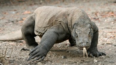 Top 15 Ugliest Animals 146 131463351 31n Top 15 Ugliest Animals - 8
