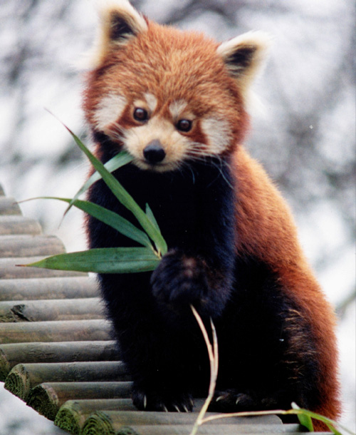 24 The Red Pandas Are Generally Quiet Except Some Tweeting Or Whistling Communication Sounds