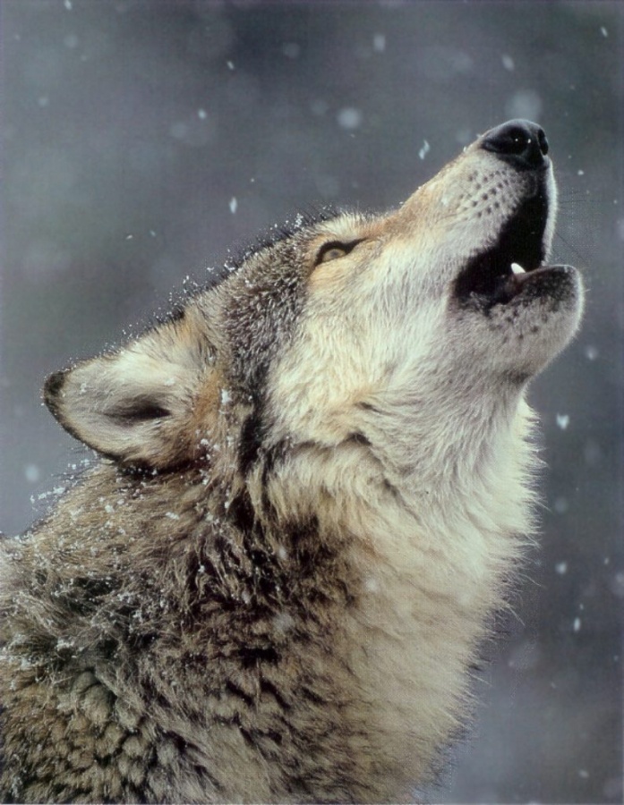 247698-wolf.jpg-howl-777 Gray Wolf Is A Keystone Predator Of The Ecosystem