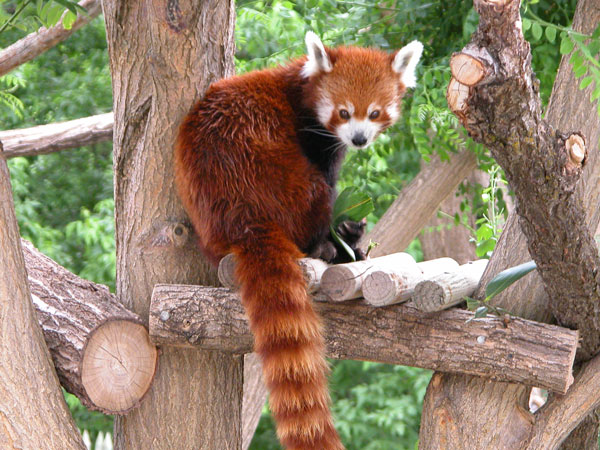 31 The Red Pandas Are Generally Quiet Except Some Tweeting Or Whistling Communication Sounds