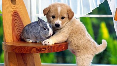 Top 30 Cutest Animals 28 34 Top 30 Cutest Animals - 2