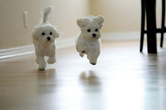 Top 30 Cutest Animals 10 41
