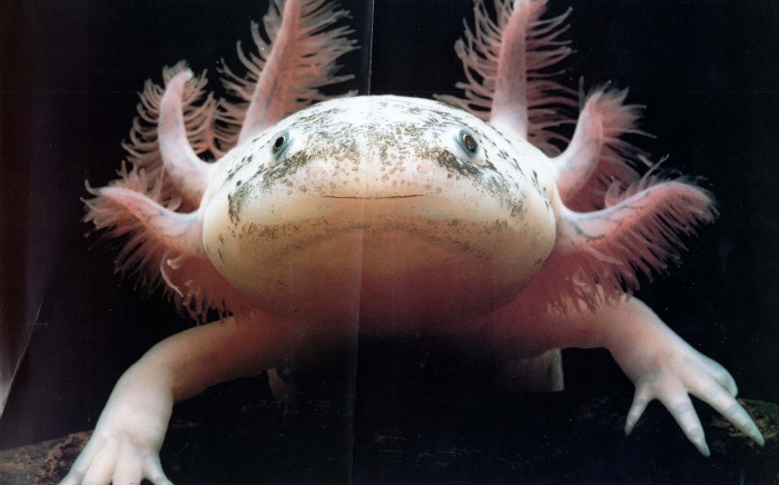 Top 15 Ugliest Animals 13 433161