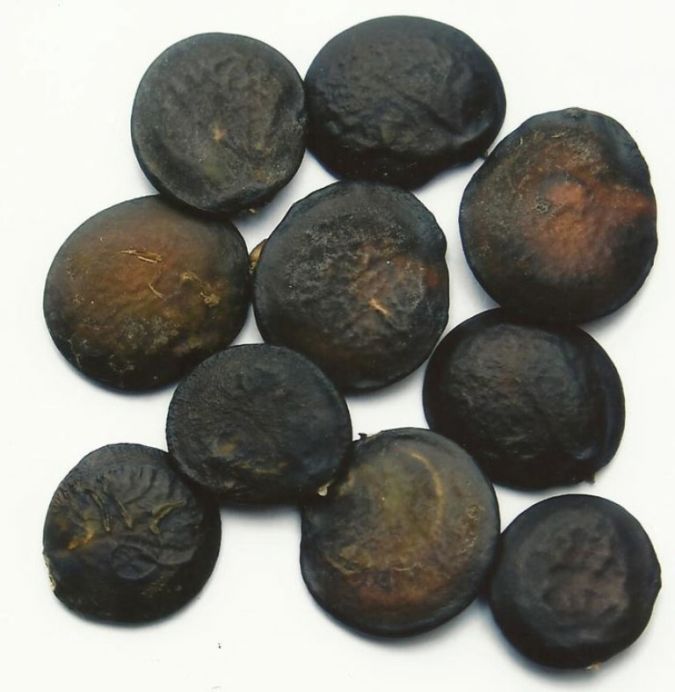 Is There a Natural Healing for Depression? 17 5HTP Griffonia-Simplicifolia-dried-seeds
