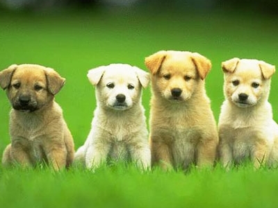 Top 30 Cutest Animals 12 697