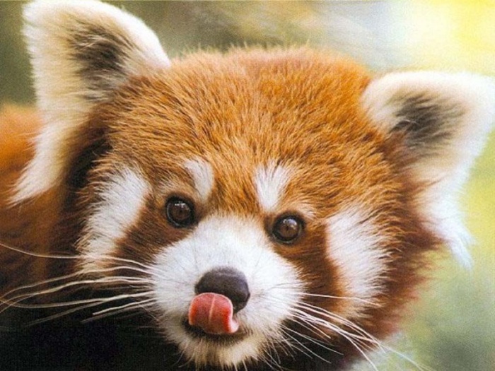 The Red Pandas Are Generally Quiet Except Some Tweeting Or Whistling Communication Sounds 15 6a010535647bf3970b0105357dc80d970b-800wi