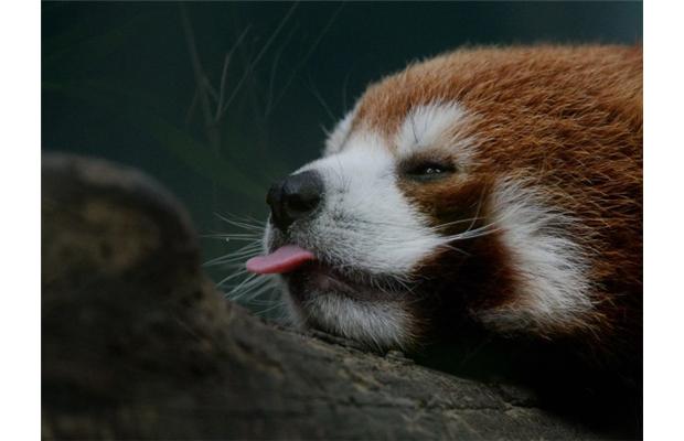 8571621 The Red Pandas Are Generally Quiet Except Some Tweeting Or Whistling Communication Sounds