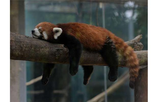 8571628 The Red Pandas Are Generally Quiet Except Some Tweeting Or Whistling Communication Sounds