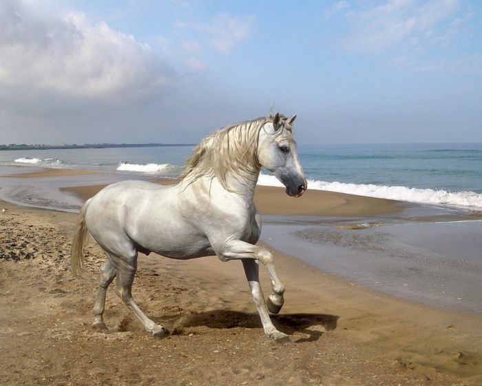 Beautiful-Animal-15-most-beautiful-horse-photos-12 Top 20 Most Beautiful Horses In The World