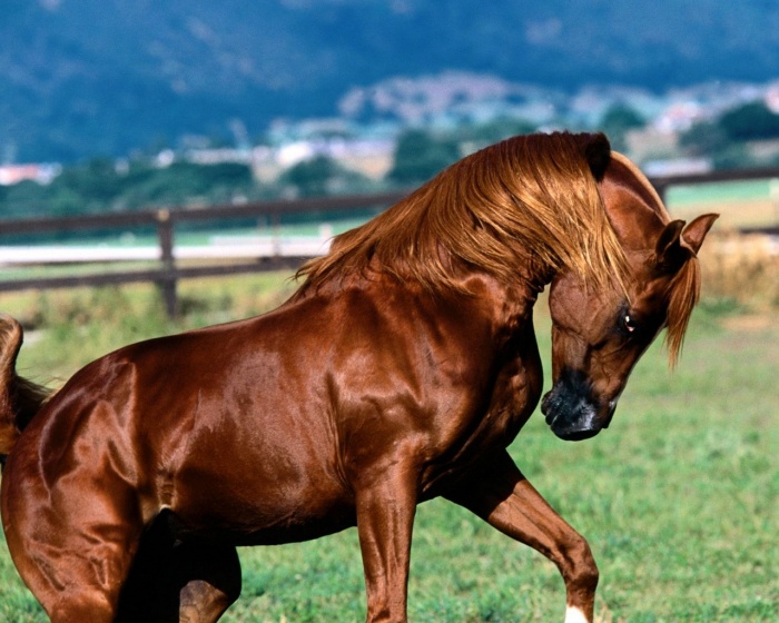 Beautiful-Animal-15-most-beautiful-horse-photos-8 Top 20 Most Beautiful Horses In The World
