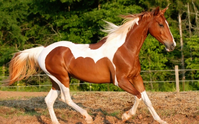 Beautiful-Horse