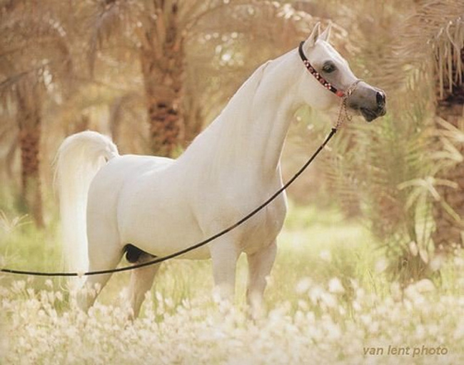 Beautiful-horse-in-the-world Top 20 Most Beautiful Horses In The World