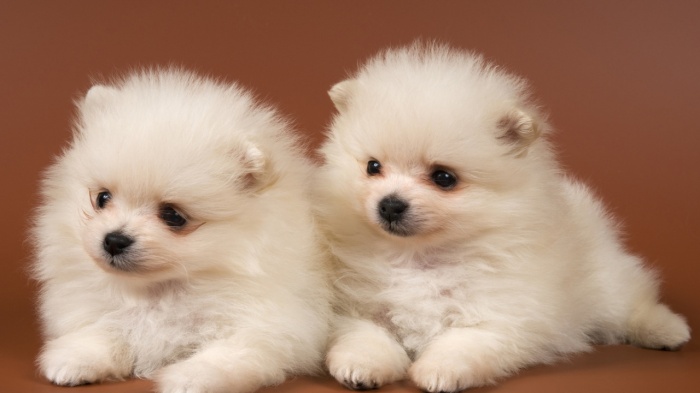 Chow-Chow Dog Is Smart, Loyal And Good Companion 12 Chow-Chow-Dogs-Wallpapers25