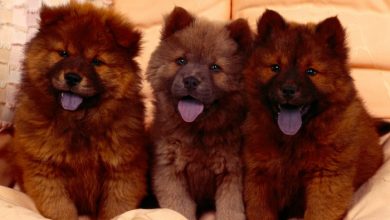 Chow Chow Puppies Chow-Chow Dog Is Smart, Loyal And Good Companion - 8