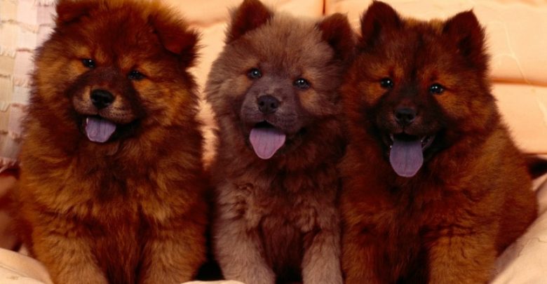 Chow Chow Puppies Chow-Chow Dog Is Smart, Loyal And Good Companion - dog breed 1