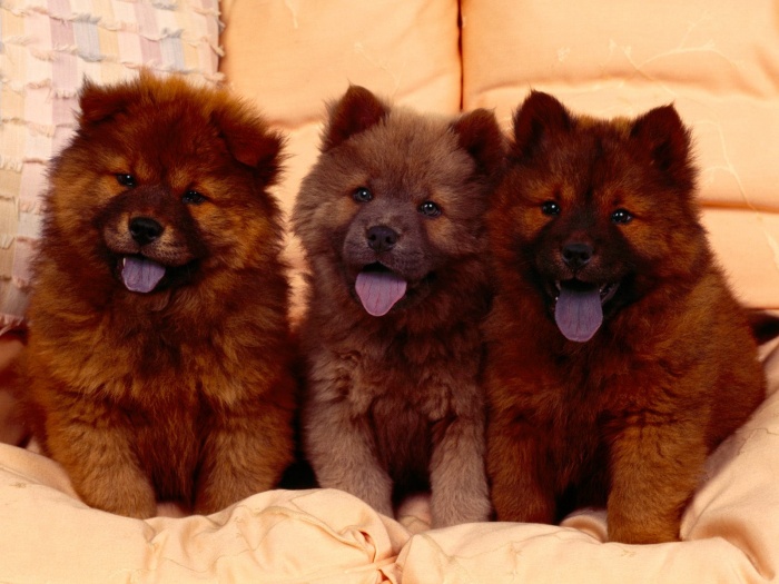 Chow-Chow Dog Is Smart, Loyal And Good Companion 11 Chow-Chow-Puppies