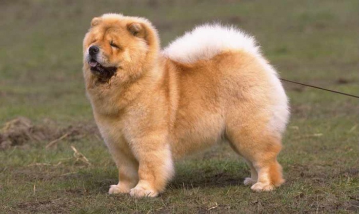 Chow-Chow Dog Is Smart, Loyal And Good Companion 6 Chow-Chow