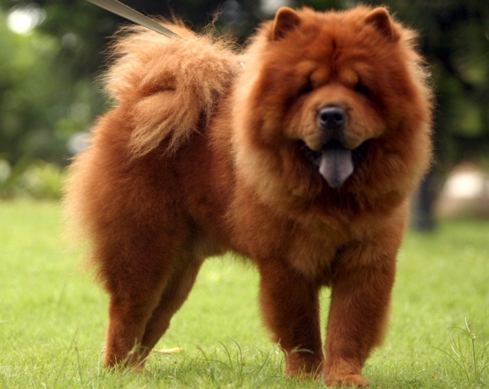Chow-Chow Dog Is Smart, Loyal And Good Companion 5 Chow-Chow1