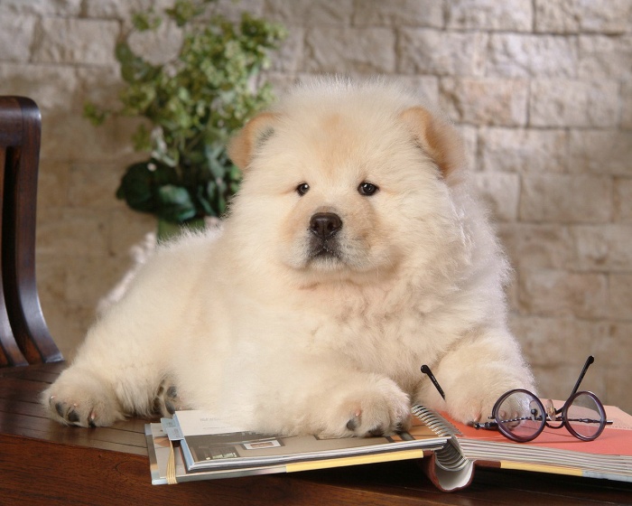 Chow-Chow Dog Is Smart, Loyal And Good Companion 8 Chow-chow-puppies-wallpaper-121217-2-1280x1024
