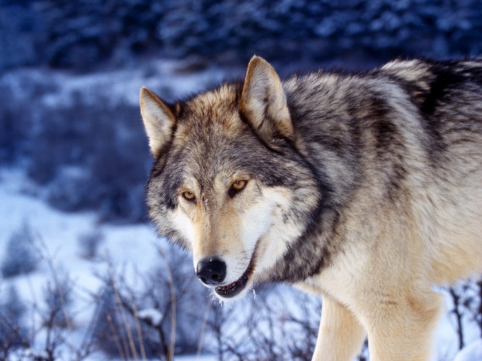 Gray-Wolf-in-Snow Gray Wolf Is A Keystone Predator Of The Ecosystem