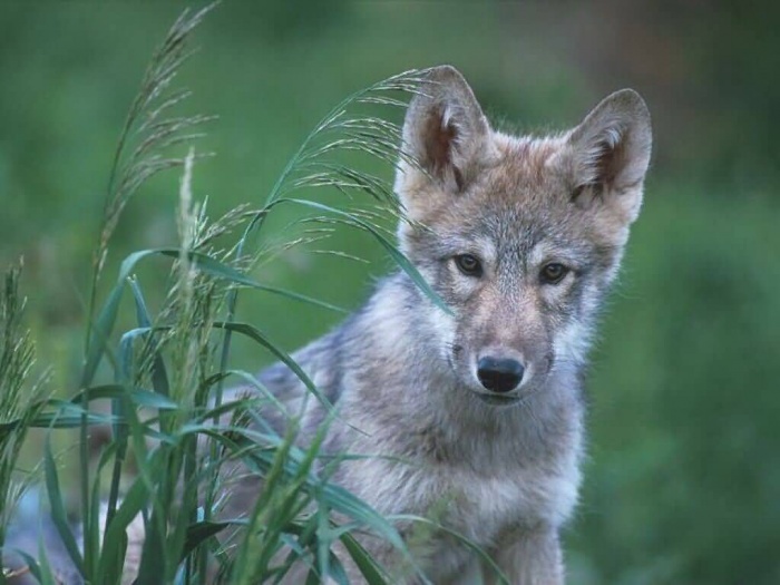 Gray_Wolf_Pup_Quebec-1024x768-bandwidth-thief Gray Wolf Is A Keystone Predator Of The Ecosystem