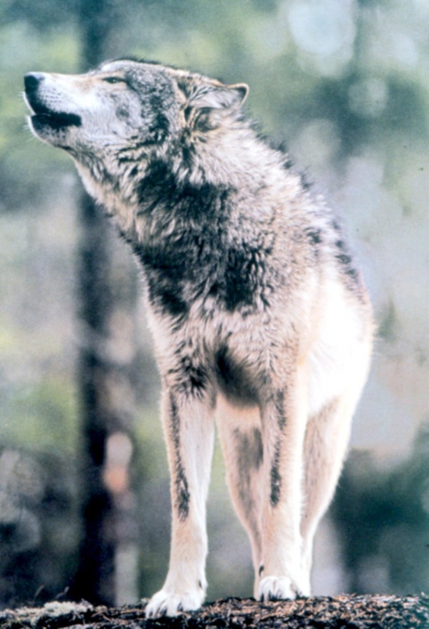 Gray_Wolf_in_Grand_Teton_NP-NPS