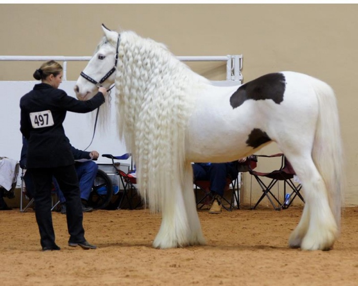Horse1 Top 20 Most Beautiful Horses In The World