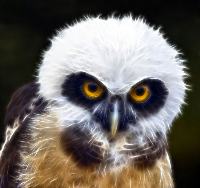 Top 15 Ugliest Animals 7 Juvenile Spectacled Owl