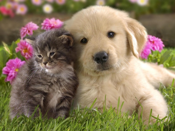 Kittens-and-puppies-new-photos-funny-and-cute-animals