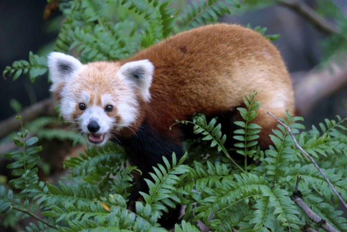 MissingRedPanda_0624-WX104 The Red Pandas Are Generally Quiet Except Some Tweeting Or Whistling Communication Sounds