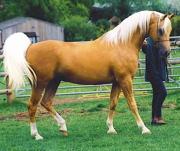 Shulay-Faberge3 Top 20 Most Beautiful Horses In The World