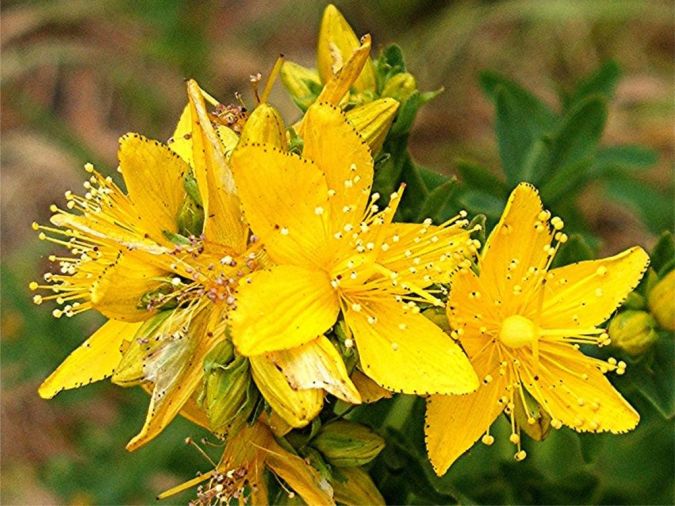 St-Johns-wort-Perforate-Hypericum-perforatum Is There a Natural Healing for Depression?