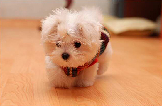 Top 30 Cutest Animals 26 The_Cutest_Baby_Animals _36