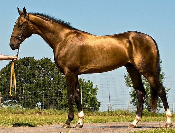 Top-10-The-Prettiest-Horse-In-The-World-1 Top 20 Most Beautiful Horses In The World
