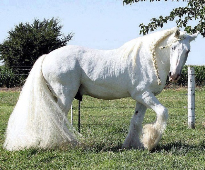 Very-Beautiful-Horse-Picture70114837_201311104630 Top 20 Most Beautiful Horses In The World