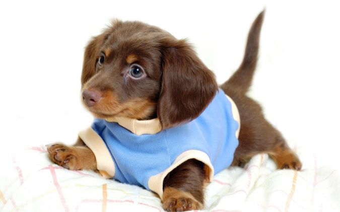 Surely Your Animal Will Look Beautiful In Clothes 4 a