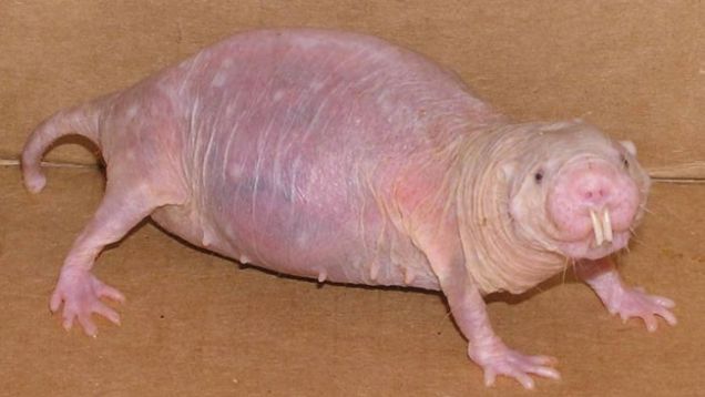 Top 15 Ugliest Animals 5 ugly
