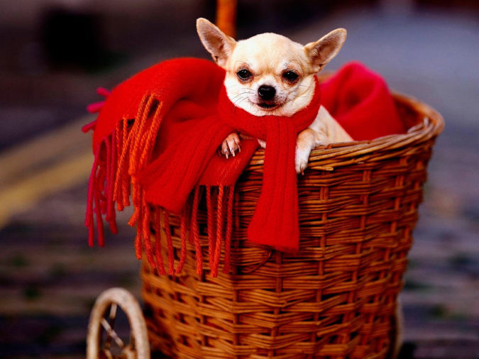 Surely Your Animal Will Look Beautiful In Clothes 5 b