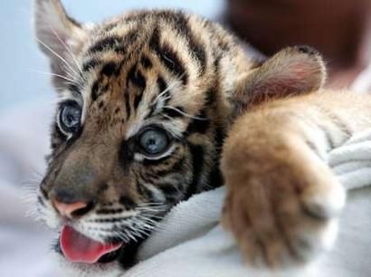 baby-tiger-cub-7
