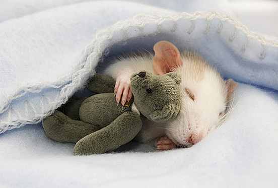 Top 30 Cutest Animals 13 baby17
