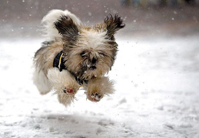 Top 30 Cutest Animals 18 blindpuppy_large