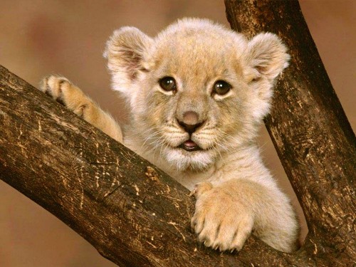 blissfully-cute-baby-animals-lion-cub-12 Top 30 Cutest Animals
