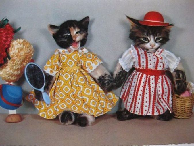 Surely Your Animal Will Look Beautiful In Clothes 2 c