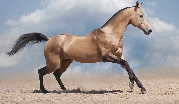 cal-akhal-teke-cover Top 20 Most Beautiful Horses In The World