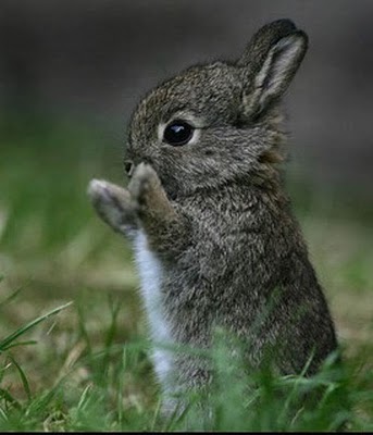 Top 30 Cutest Animals 19 calpping rabbit